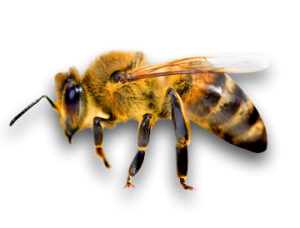 Bee PNG image-4294